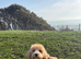 Maltipoo Puppy 11month