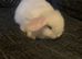 Blue eyed white mini lop