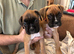 READY NOW, stunning litter