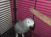 Talking african grey with papers and dna