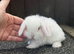 blue eyed white mini lops