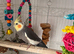X2 cockatiel