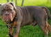 OEB STUD ZINO