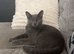 8 month of boy kitten