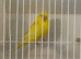 Exhibition lutino budgies