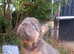 Beautiful French bulldogs