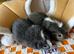 Bonded male guinea pigs x2