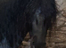 Black Standard Shetland Colt