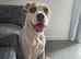 Female american bulldog