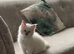 Lilac point male ragdoll Fully vaccinated Ready Now !