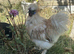 Silkie Chick for sale