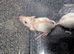 Siamese baby rats