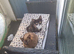 Adult boy and 2 13 week old kittens