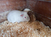 Baby Guinea pigs for sale