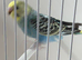 Baby budgie ring number 35 2026 rung