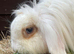 Female 2 year old mini lion lop