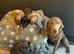 Lovely Silver and Charcoal Labrador puppies