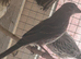 2026 mexican house Finches.