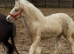 Yearling colt one to watch in the future !