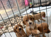 Beautiful Goldendoodle x puppies