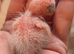Co raised baby conure chicks