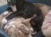 Cane corso cross female