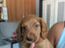 ️ Beautiful Cockerpoo Puppies 2 Girls & 4 Boys ️