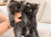 Persian kittens