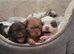 Apple head Chihuahua puppies long haired