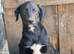 BELLA – The Little Girl Learning That People Can Be Kind