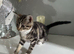 Kitten tabby female
