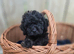 Stunning American Cockapoo puppies