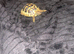 Beautiful girl tortoise
