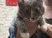 4 beautiful kittens for sale