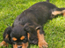 Cavalier King Charles Spaniel Puppies