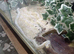 Albino corn snake for sale