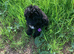 Stunning boy needs 5 star home please