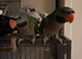 Hand reared derbyan parrot