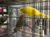 Luton female budgie