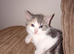 Kittens for sale