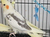 Hand reard baby cockatiel