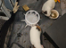 Two male guniea pigs for sale