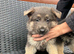 German shepherd puppies