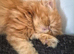Persian male kitten