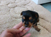 Jack Russel cross