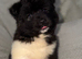 AKITA PUPS FROM KC REG REG PARENTS.