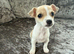 Smooth coated Jack Russell puppies