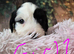 Tibetan Terrier puppies
