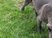Blue staffy puppies (blue bronson line)