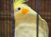 Adult bonded pair lutinos